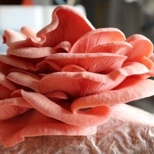 Taylor McConnell Sporeshift Gourmet Mushrooms -Thursday 30th July 11am